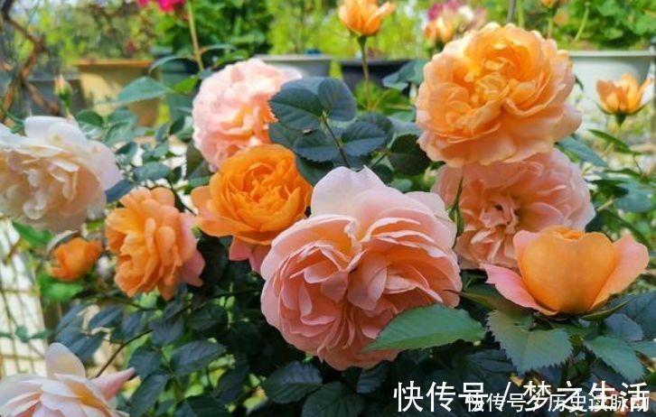 4种花高贵优雅,花开不断,看了就让人沉醉