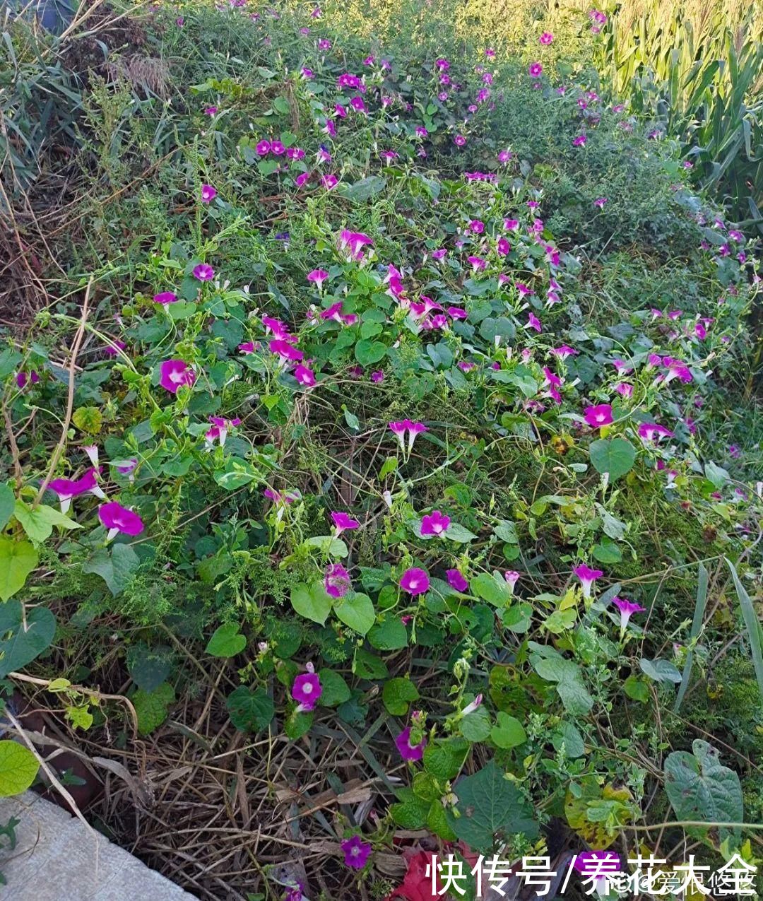 家里养棵爬藤花，防盗窗上养一棵，呼呼开花