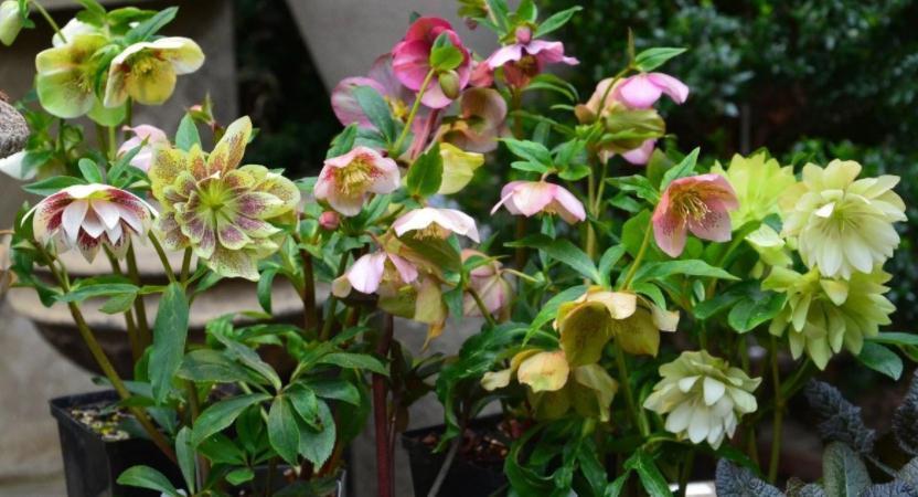 这4种植物不怕“挨冻”,适合冬季露养,状态佳、开花漂亮