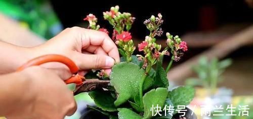 猪耳朵|蟹爪兰长寿花,开完花,埋点料,叶片肥厚像猪耳朵,花开成棒棒糖