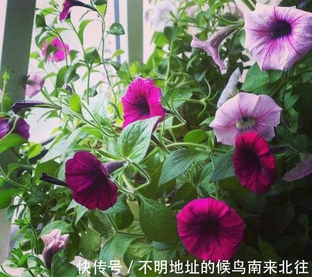 阳台变花园,8种花现在养,半个月就爆满阳台,长的飞快花也多