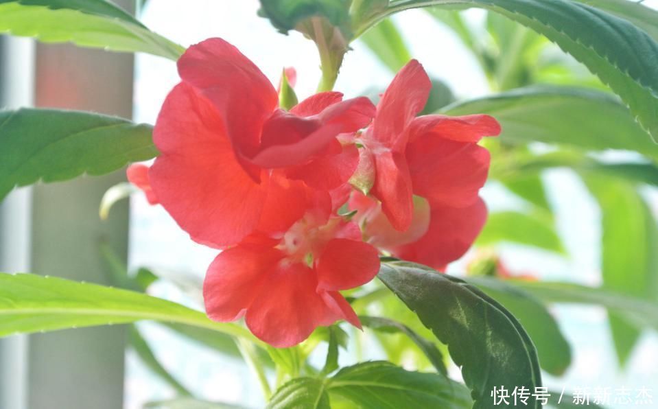 这几种花满满的儿时回忆!小时候都见过,你能认出几种?