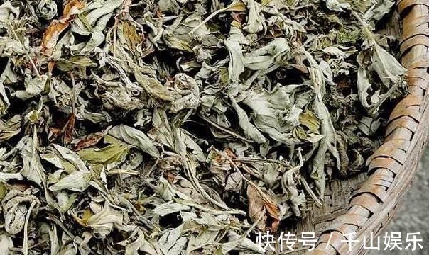 救命草|田间地头没人要的野草，却是腰间盘突出的“救命草”，三天起效