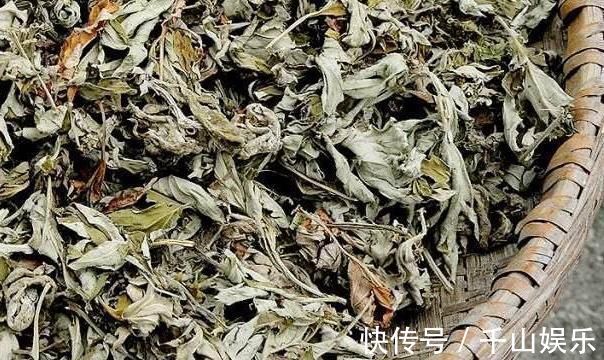 救命草|田间地头没人要的野草,却是腰间盘突出的“救命草”,三天起效