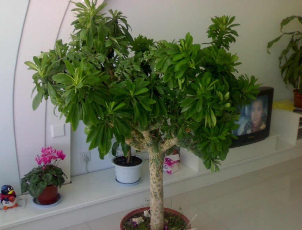 盆栽|麒麟掌,一般人嫌丑,内行人却争相盆栽搁室内,镇宅又气派