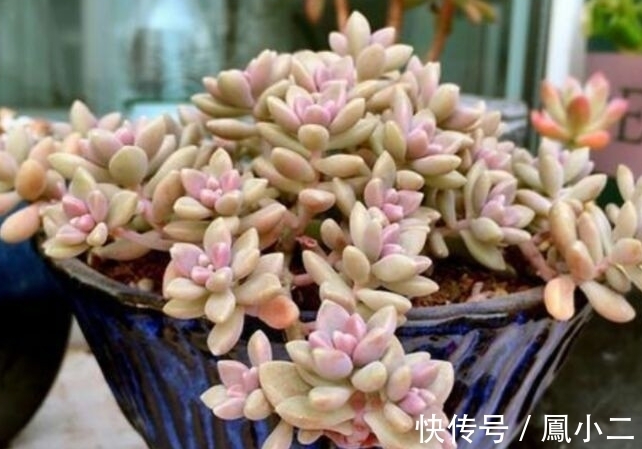 黑腐|天冷养多肉有7怕,做好7件事多肉不黑腐冻伤安全越冬