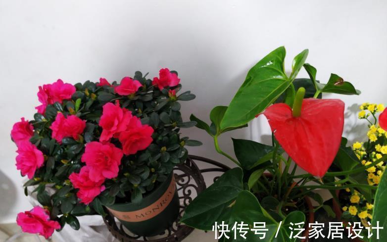 土壤|一款适合家庭盆栽的花卉,比菊花好看,成片栽种则如“映山红”