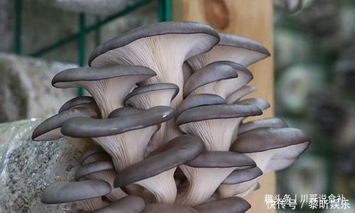 买平菇时,挑大的还是小的老菜农教您一招,别再买错了