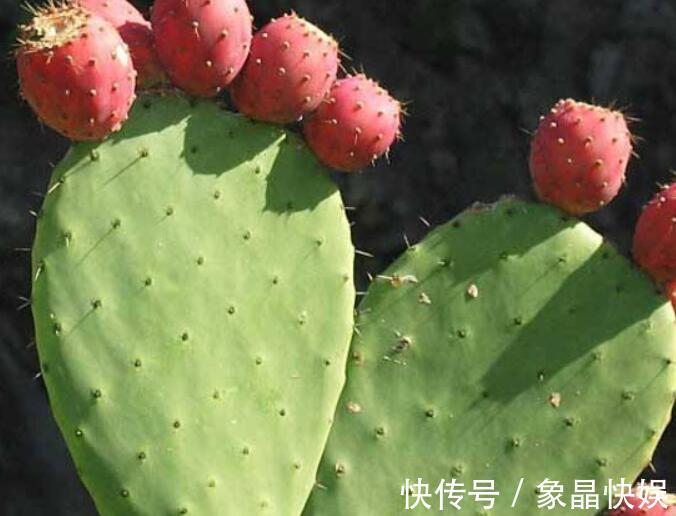 小妙招|仙人掌烂了还能活吗教你3个挽救小妙招,让仙人掌“起死回生”