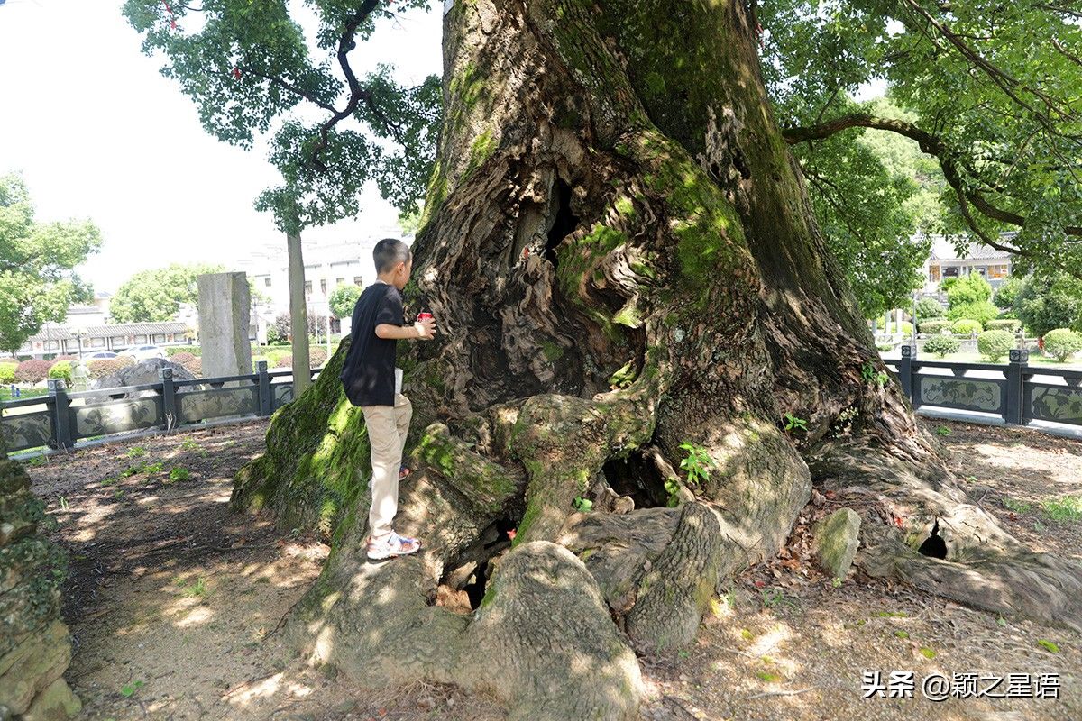 玻璃桥|有山有海有草原，全域旅游象山东陈乡，人文风景荟萃