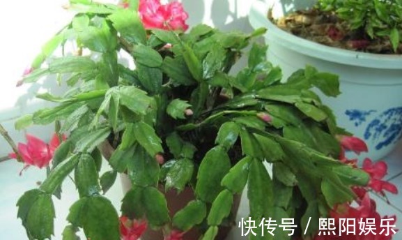 水蟹爪兰|蟹爪兰开花上百朵只因做对“4点”,学会7天喷1次“开花水”