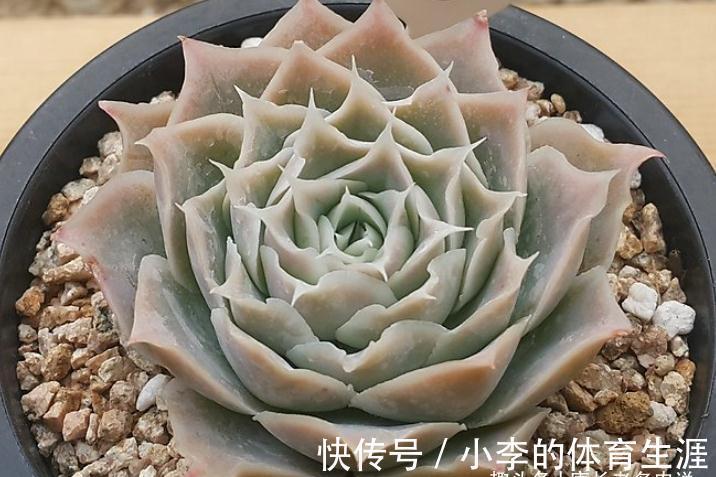 蓝丝绒可爱又好养,叶片有褶皱和透明的冰边,但它并非月影系多肉