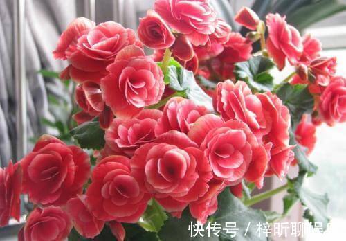 光照|养丽格海棠，这4个“养护细节”别忽略，花苞多，一年四季开花！