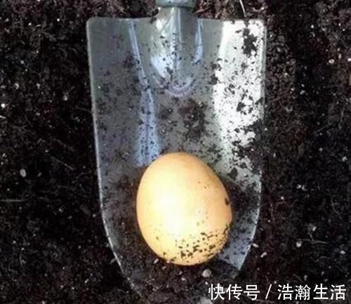 修剪|养花一定要戒掉的坏习惯，不然家里全是空花盆，啥花也养不好