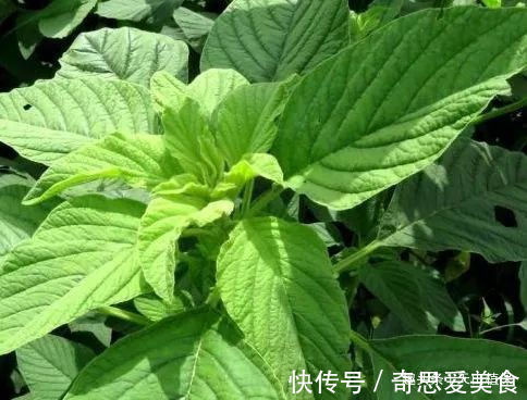 苋菜|农村里的“长寿菜”，含钙量比普通蔬菜更高，以后遇到不要错过