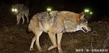 俗语|俗语“男怕孤,女怕寡,狼怕托,狗怕蹲”是何意思大多数人不知