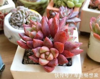 养殖|多肉植物叶片动不动就发软,该怎么办仔细水、肥供给就够了