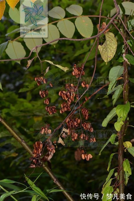 红斑狼疮|山砒霜,见过吗?治类风湿性关节炎、红斑狼疮、银屑病
