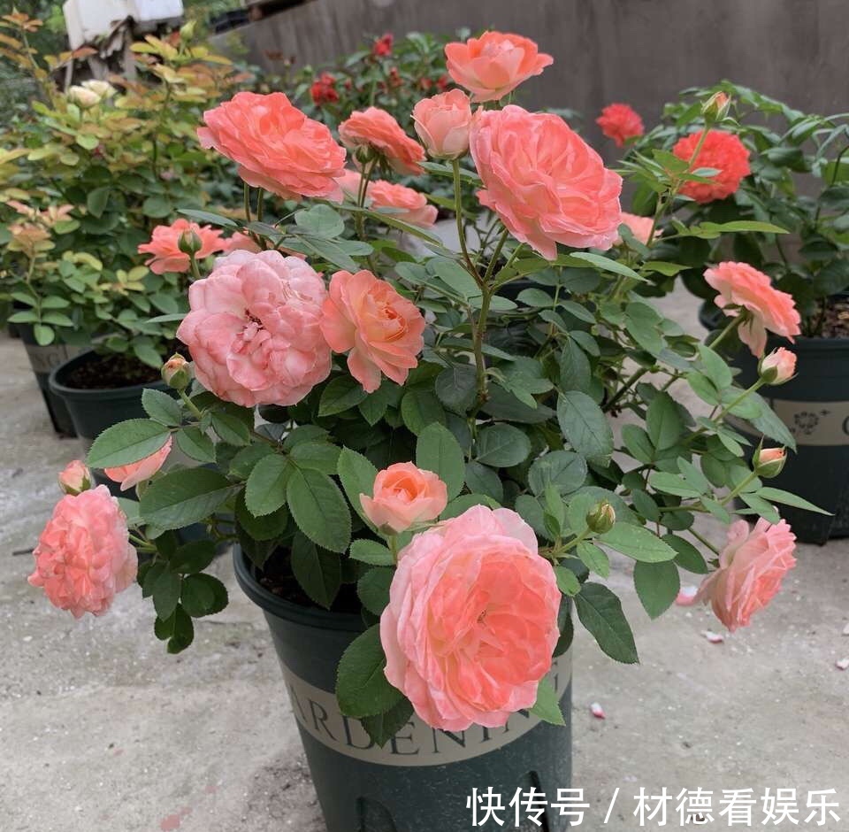 阴雨天来了，月季黑斑、卷叶子，赶紧剪、喷点药，半月就开花