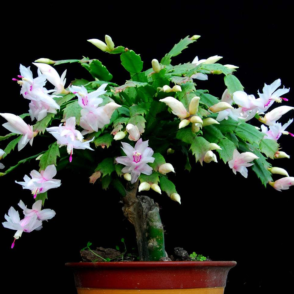 盆栽蟹爪兰这样配土，简单实用，叶片肥厚开花还多！