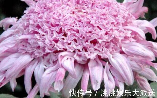 仙人|家中养菊花不妨选“雪青仙人”不但花开似“仙子”还有90天花期