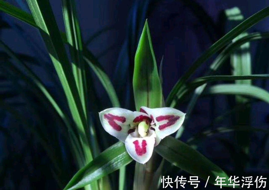 迷人|秋季做对几点,养出香气迷人的春兰