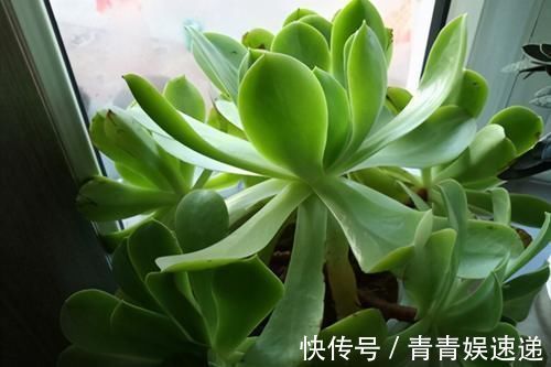 花友|多肉“玉龙观音”好养吗?记住6字诀,叶子肥厚翠绿