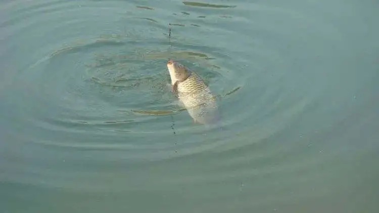 找对鱼层,钓鱼事半功倍!这些找鱼层实用技巧分享给大家!
