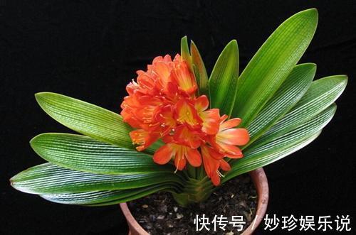 君子兰什么时候换土好君子兰如何换土