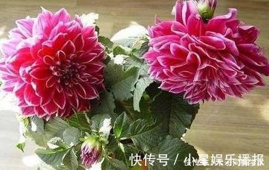 美极了|大丽花怎么养护?掌握3个方法,花大艳丽,开起来美极了!