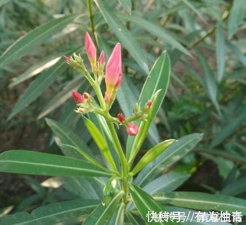 夹竹桃|4种有毒花，碰了麻烦大，再喜欢也别养，扔都不来及