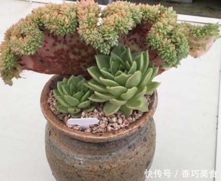 想要多肉变形教你4招缀化方法,第3种1周就能变成鸡冠头