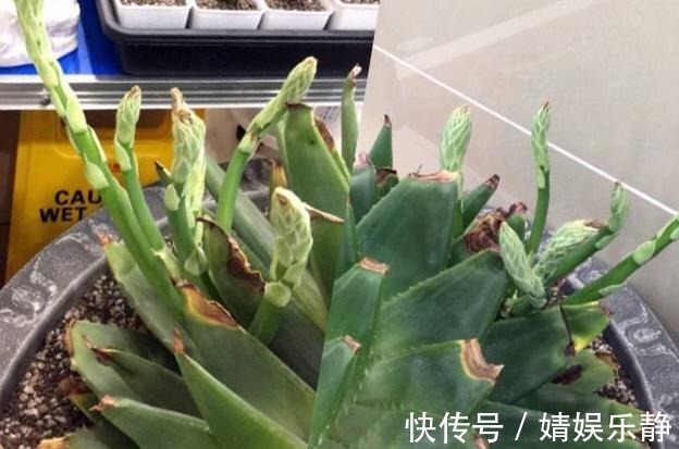 翠叶芦荟|养芦荟,盆里浇一种“肥水”,侧芽不停冒,一年长满盆,又开花