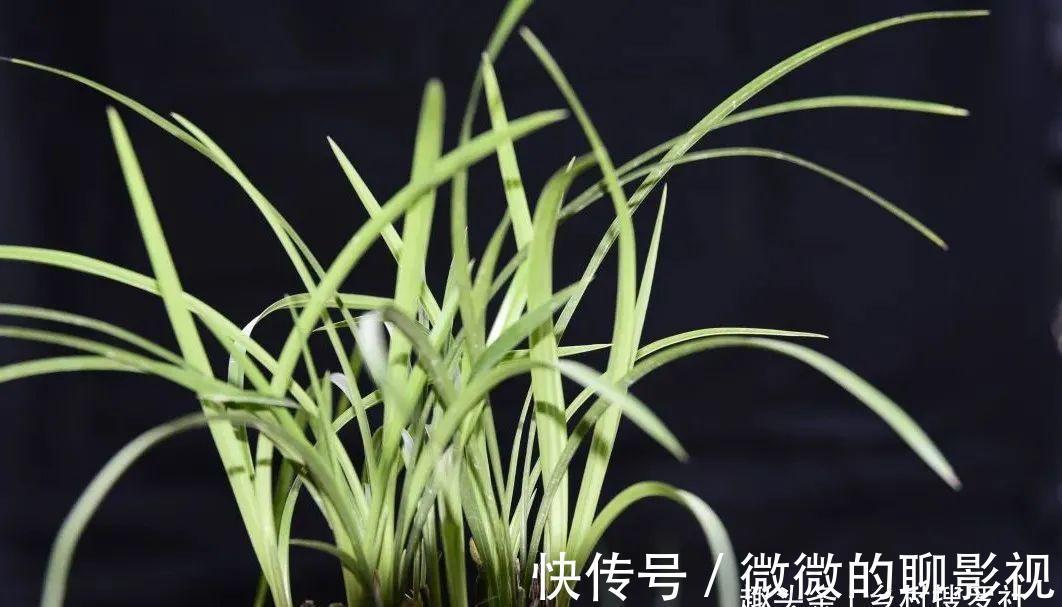 兰花茎腐病有特效药吗?兰友说:无非这3种,有效而且使用简单