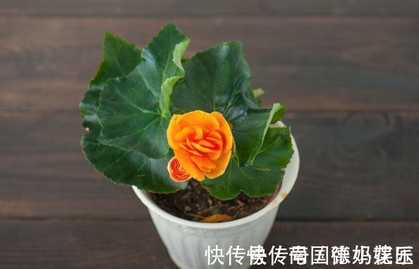 旧土|养花换下来的旧土别扔,加4种东西,比新土还好用