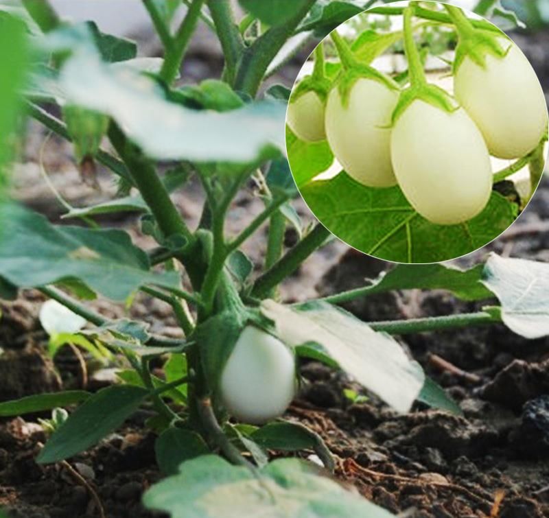  盆栽蔬菜|见过果实像鸡蛋的盆栽吗，种上之后，营养含量高结果更是快！