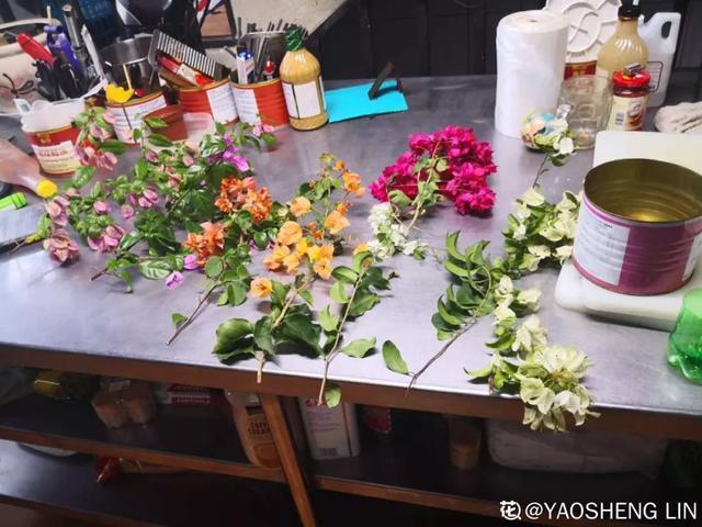 扦插|三角梅的养护大全摘光叶子，少浇水，使劲晒，开花爆满盆