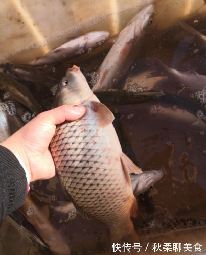 鱼肉|市面上“卖不掉”的死鱼去哪了?商家不小心说漏嘴,多数人都吃过
