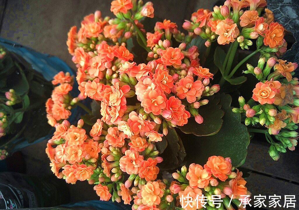 长寿花为什么不开花，原因有2点，做好一光一肥花苞噗噗长