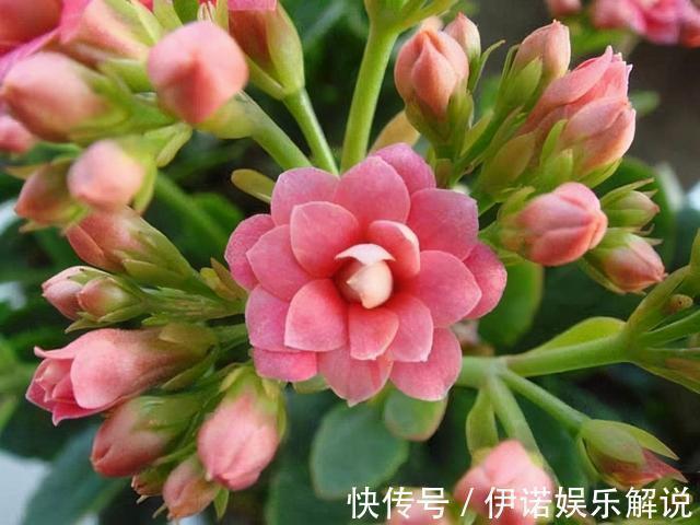 温度|长寿花不长花苞,只控光用处不大,学会三控,花苞越来越多