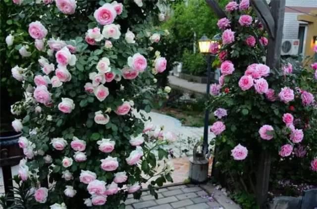 这几种花，种对了是花墙, 种错了只是篱笆