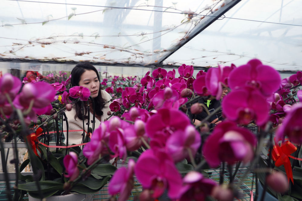 年味来了!春节临近年宵花线上线下齐走俏