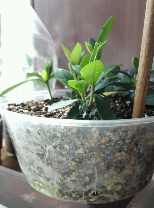 生根|学会这种扦插法，2周生根，插什么活什么，太简单了！