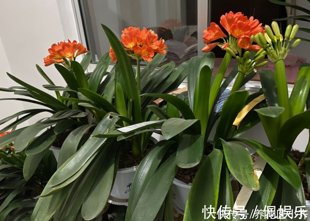 养君子兰|春季养君子兰,新手不经意会犯五个错,难怪越养越糟,始终养不好