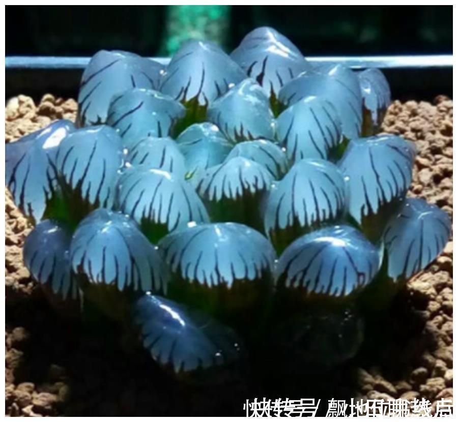 玉露晶莹彩珍珠美极了,做好6个点,颗颗饱满晶莹剔透