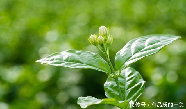 5月养这3种花,多用磷酸二氢钾,开花多!