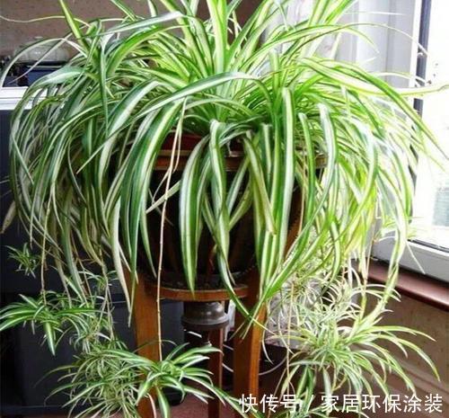 吊兰|居家养花,老花农都喜欢这3种,除尘除菌真养人