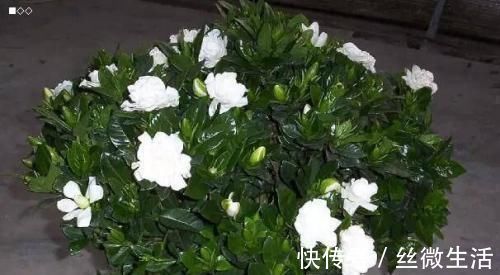 栀子花|这种酸性水，半月给花喝一勺，之子、茉莉开不停，香味瓢满屋