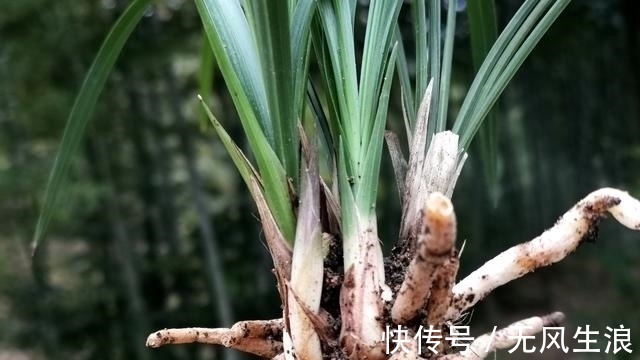 兰花快速生根的方法,不必高价买植料,15天就能出新根
