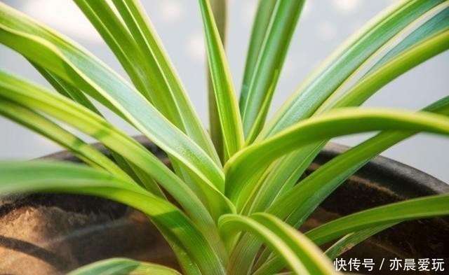 种花|卧室就养4种花,“养人”又养气,不是没有道理